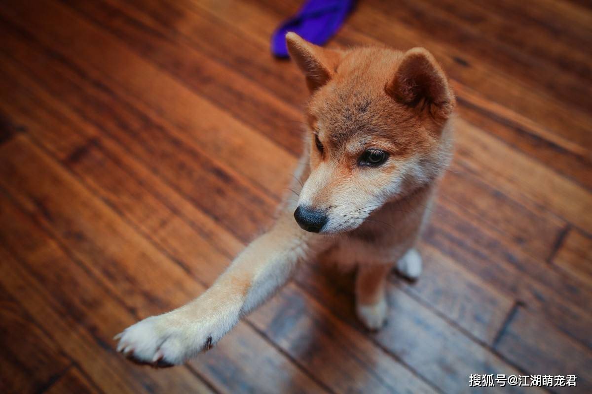 含义|狗狗为何把爪子搭在你身上？很多人不知道