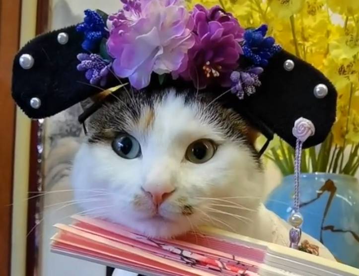猫咪扮“阔太太”走红，谁能想到，这么好看的猫，2年前是流浪猫