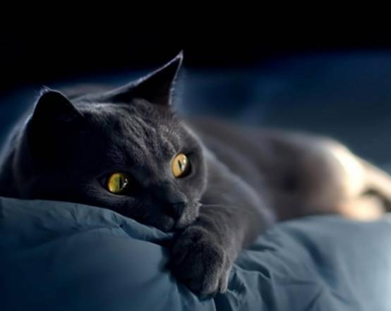 智商|爱普士——猫零食的这些智商税,你有交过吗?