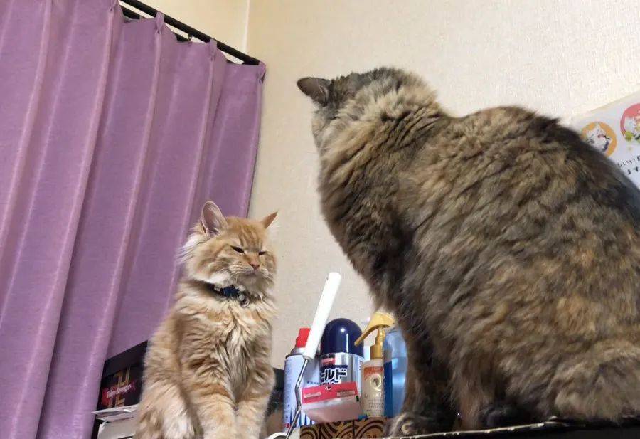 橘猫被家里大猫一顿胖揍主人在旁加油助威还用手机拍下了全过程