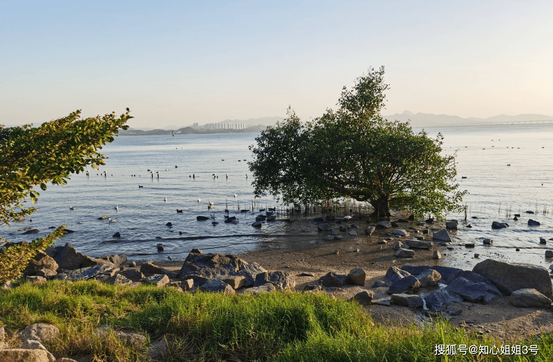 深圳湾再现万鸟舞动，深圳湾公园迎来万只鸬鹚外出觅食的壮观景象