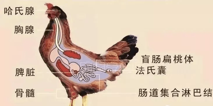 学习| 解读鸡的免疫系统,捕捉鸡群发病的起因!_器官_淋巴_脾脏
