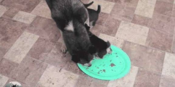 母犬二哈一口气生了9只宝宝，可以组建一支“拆迁队”了，萌化网友心