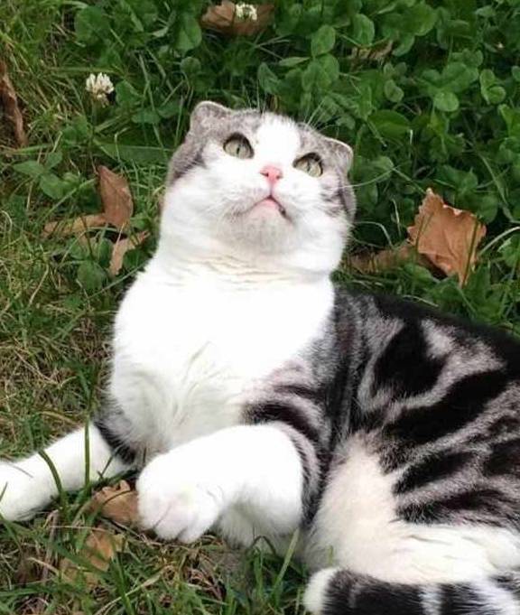 猫咪养猫的铲屎官得知道，4种强势猫咪，让家里面的其他宠物没地位