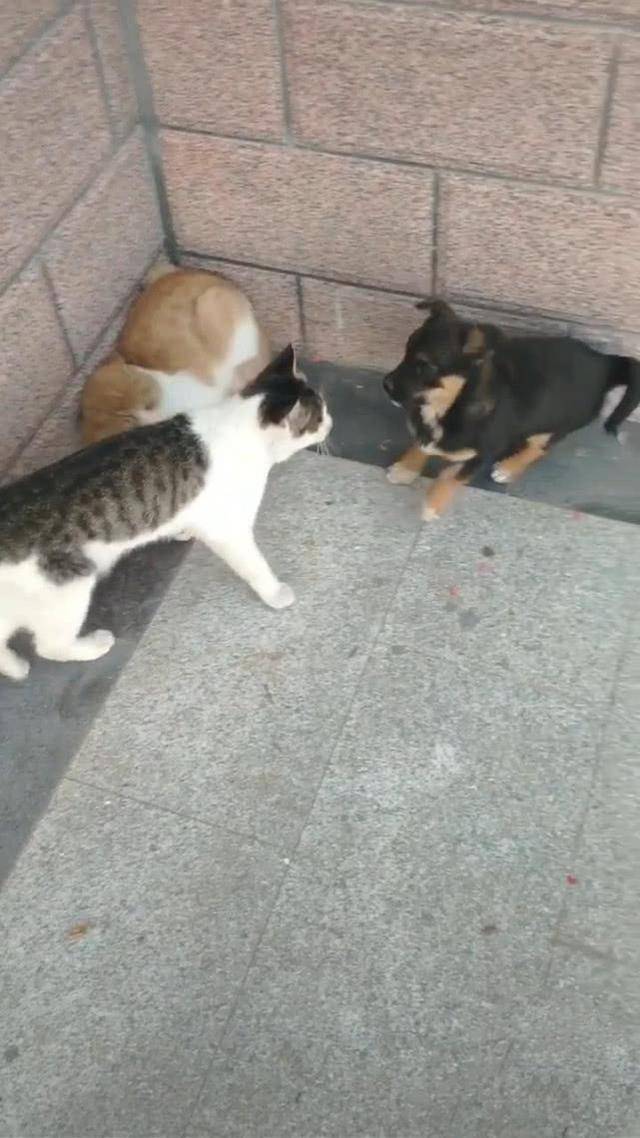 因为狸花猫看到狗在欺负同类，二话不说冲上去帮忙，狗：猫哥，我错了