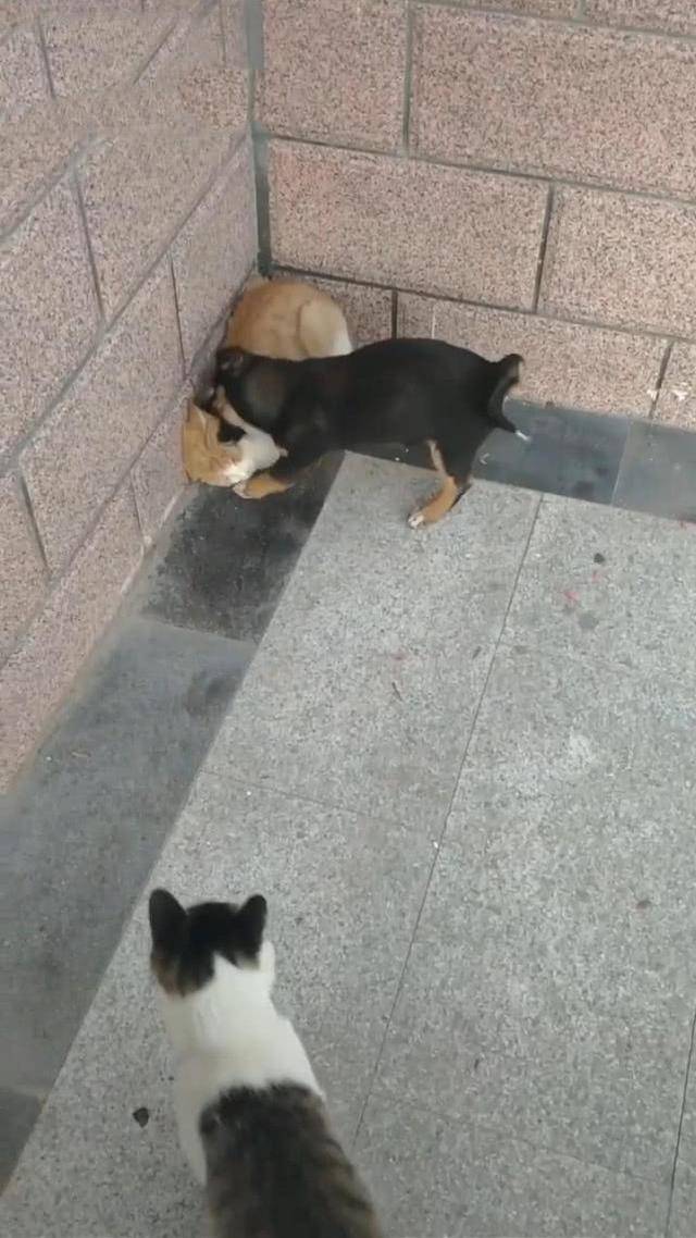 因为狸花猫看到狗在欺负同类，二话不说冲上去帮忙，狗：猫哥，我错了
