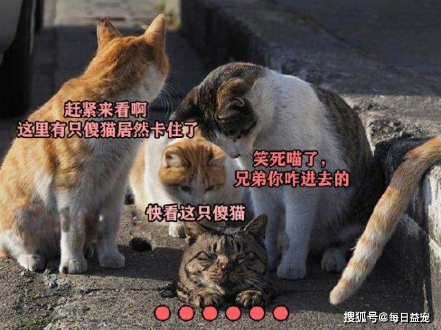 下水狸花猫被卡下水口，橘猫赶紧过来“解救”，这方式也太狠了！