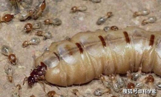 原创假如蚁后死了剩下的蚂蚁会变得怎么样