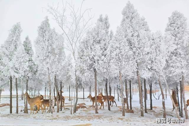 伏羲山|踏歌而行，遇见雪中的伏羲山冰雪与森林小鹿