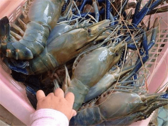 湄公河的“小龙虾”为什么越捞越多？渔民哭了：为什么会这样