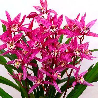 原创红贵妃兰花像贵妃一样美丽花姿雍容大气兰香醇正幽远