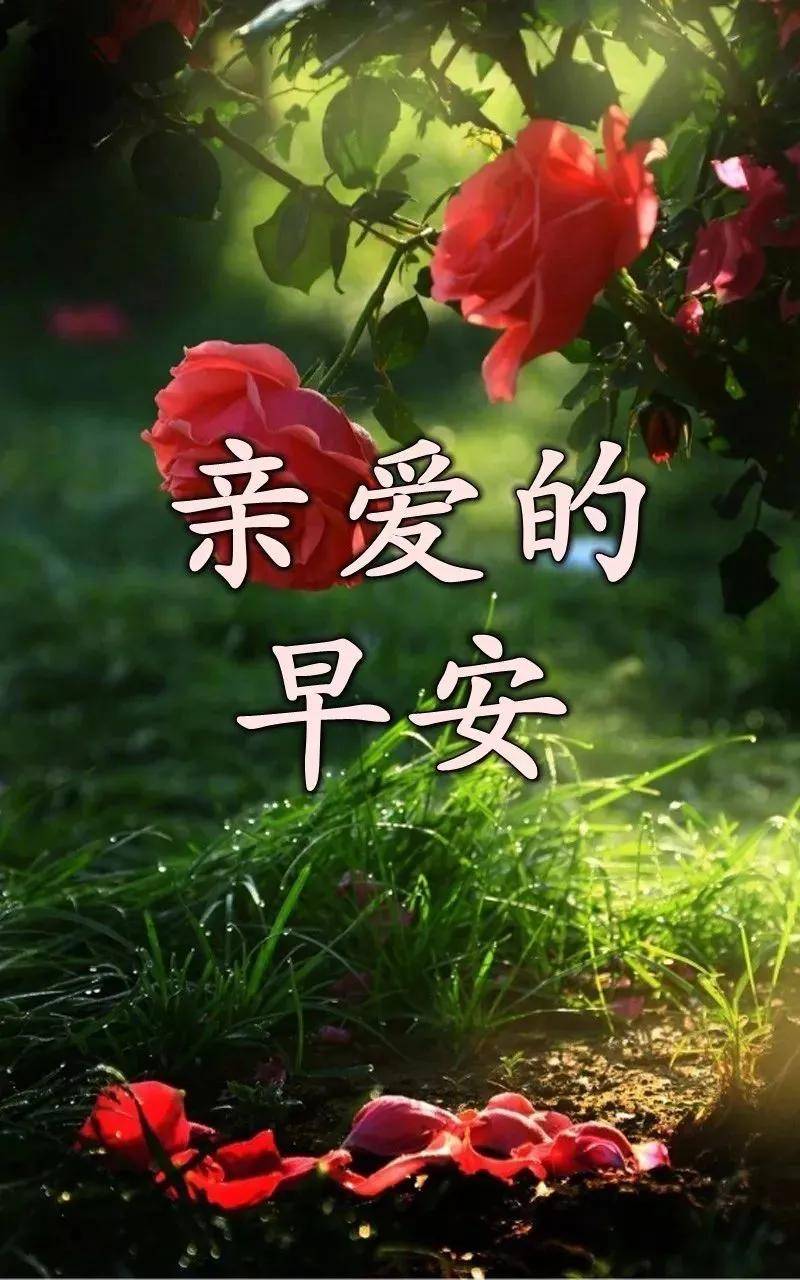 原创2021年微信全新早安祝福语大全微信群发朋友圈暖心祝福语