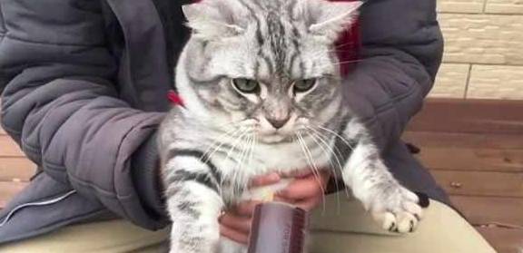 猫咪|头铁狗狗抢零食，猫咪瞬间被气疯，表情笑趴铲屎官！