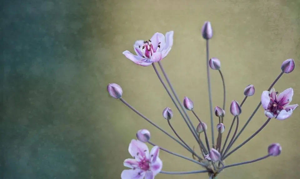 家电企业押宝集成灶,难以挑起厨电产业千亿化重担-家电圈官网