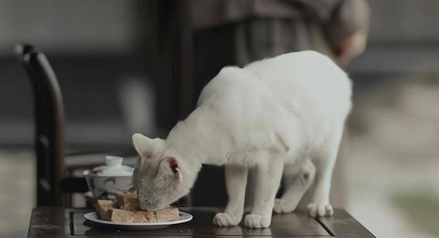 蒋勤勤|《当家主母》被质疑毒死猫，剧组回应引争议，网友：猫比人更厉害