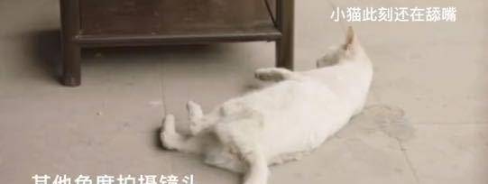 白猫|《当家主母》小白猫惨死，剧组发声明回应，网友为何却不认同？