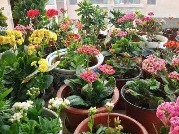 适合家里养的花有寓意 a89de8d5dc1d4196a26f16227d042808.jpeg