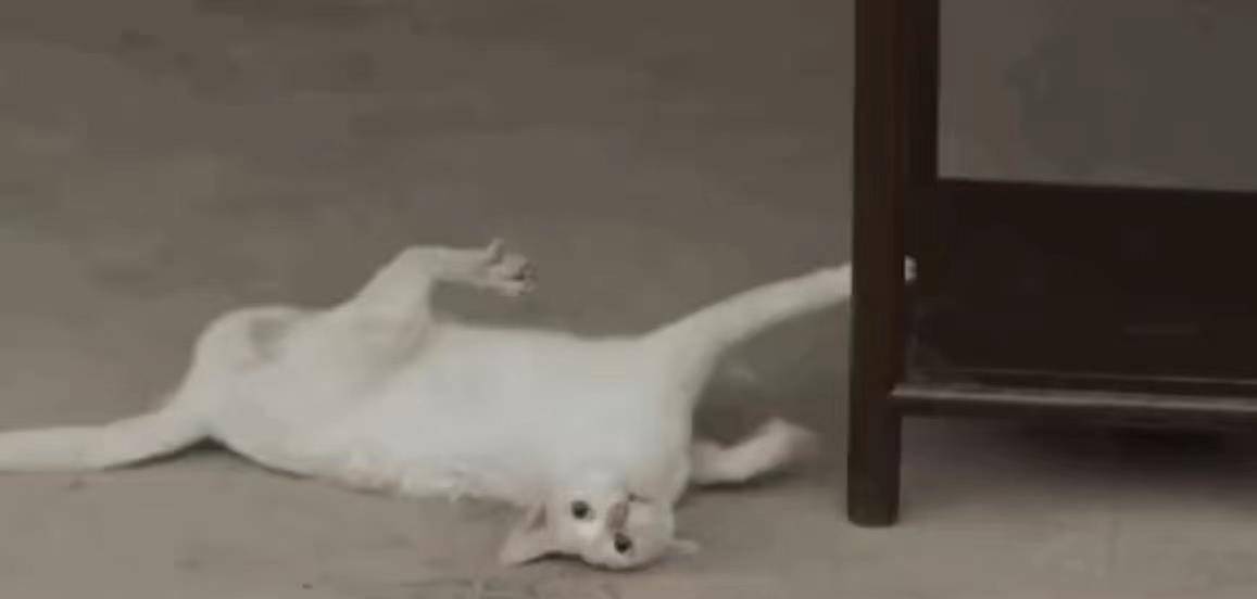 猫咪|《当家主母》被质疑假戏真做，为拍戏毒杀真猫，官方回应漏洞百出