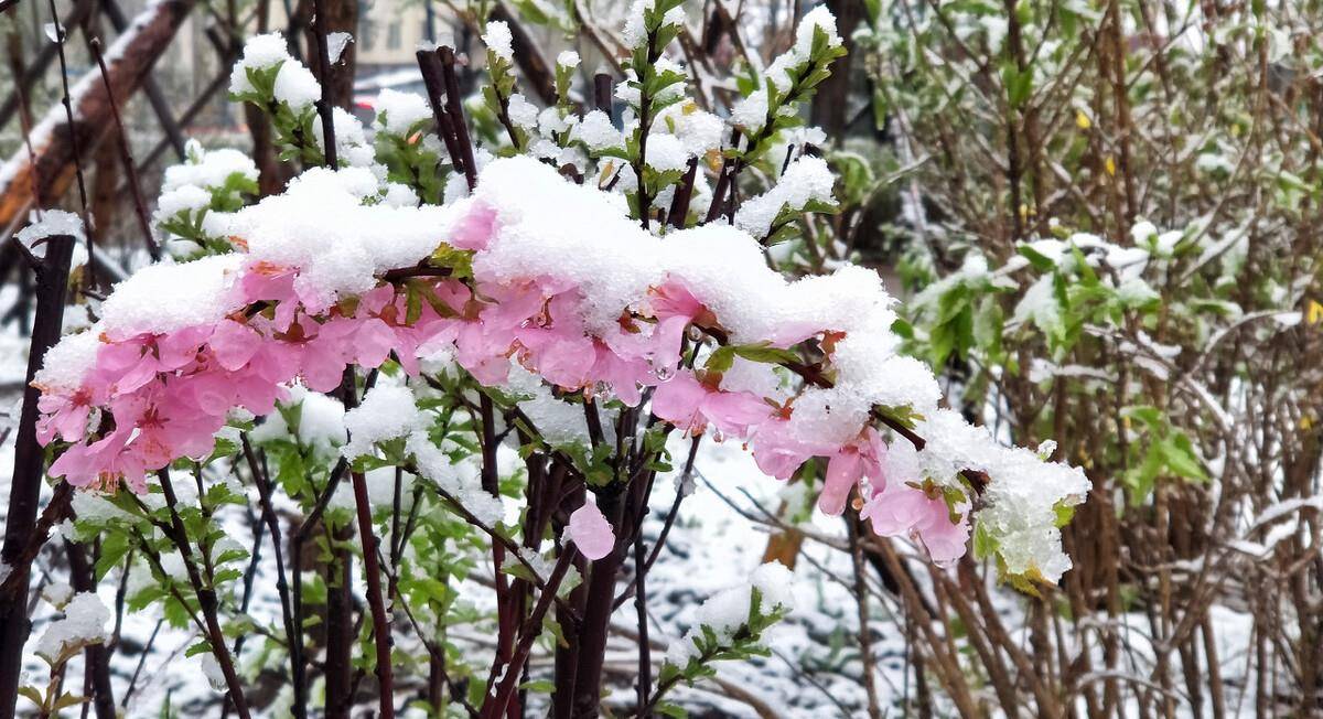 红花白雪 寒冷的冬天依然 傲立枝头 花朵 寒风 大地