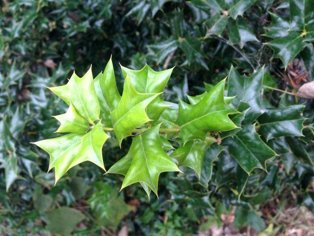 农村一种植物,鸟见到就飞走,人称"鸟不宿",价值很高_叶片_鸟儿_地方