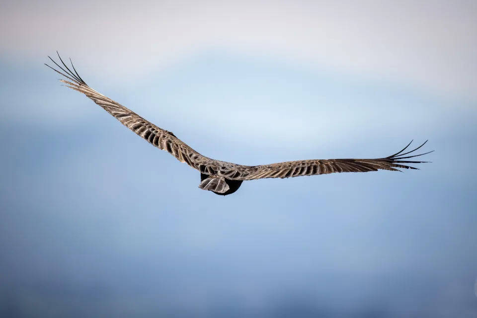 新风净水市场风起云涌,被指家电业又一种智商税?-家电圈官网