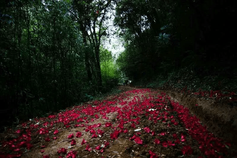 遗址|【国家AA级景区】腾冲芒棒高黎贡山古道公园景区