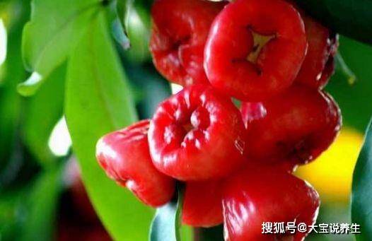 什么人不适合吃莲雾 6f492745b7ca4445958f6bbb222e2c03.jpeg