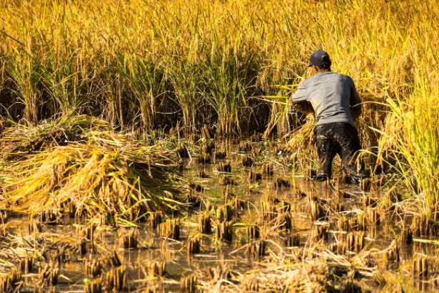 园蔬|我有小楼｜众诗家集评：范东学 卷（2021年）