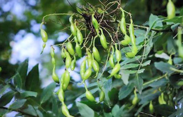 功效|生长在树上的“豆角”,曾是农村娃爱吃的零食,如今吃过的人很少