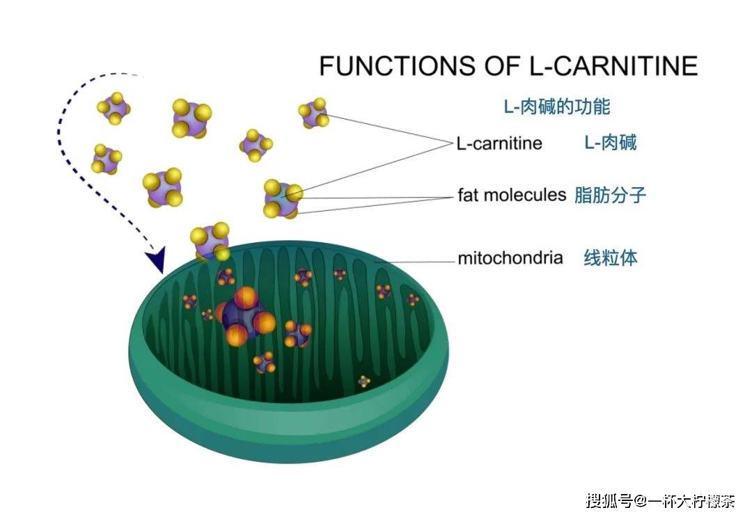 氧化|这个冬天不长肉！这个小诀窍要学会，搭配正确的左旋肉碱才能实现减脂的小目标