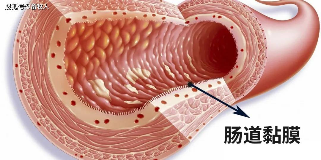 王统石博士胃肠道粘膜的能量供应与现代饲料设计