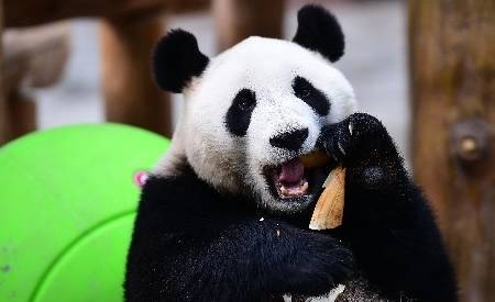 如果你生活累了，可以看看熊猫是怎么生活的，也许某些时候可借鉴