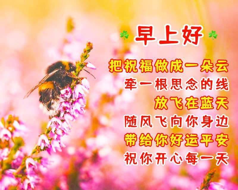 特别优美的早安图片分享早上好问候语经典走心