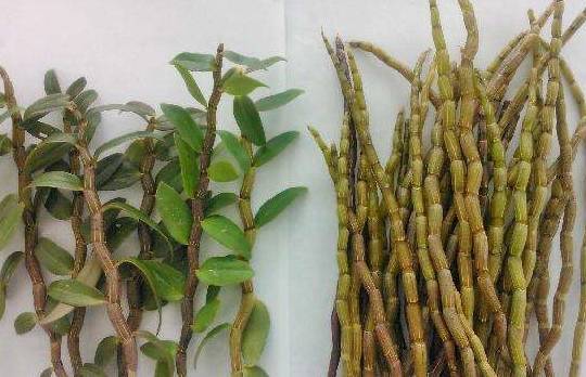 红一点的铁皮石斛 ebe8164850ac4cdc9257989553f269ce.jpeg