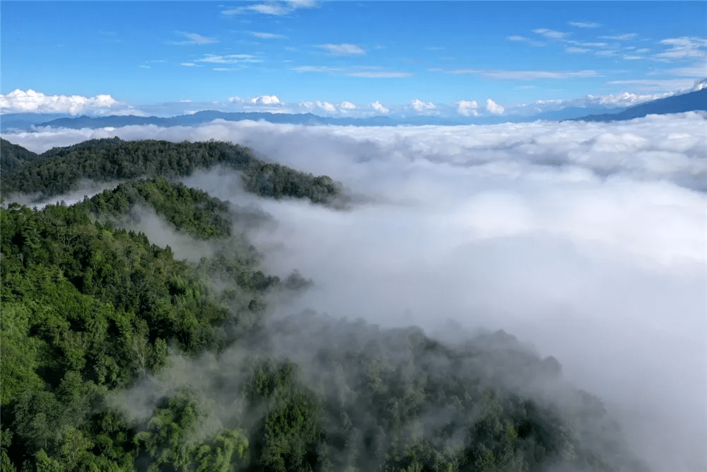 果树|寻花台仙山 观高黎贡山雾海