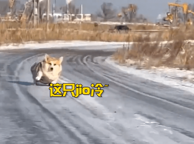 天气真冻成狗了！黑龙江一狗子雪地里走路冻得直缩脚：快给孩子买双鞋
