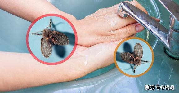 原创卫生间的小飞蛾是怎么出现的怎么才能消灭它