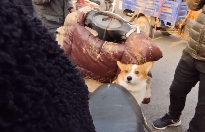 市里450块，身后有癣的漂亮柯基也难逃狗贩手段，狗贩：谁吃肉吃它呀