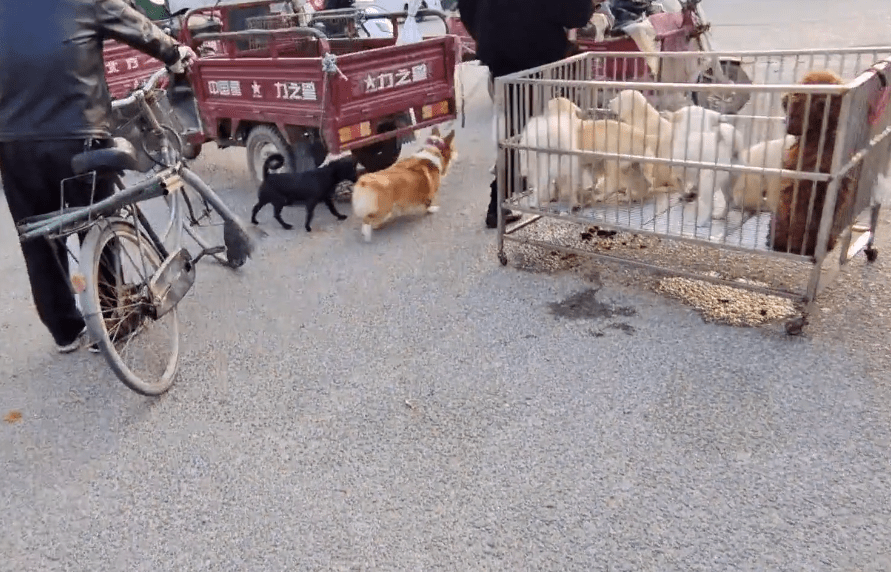 市里450块，身后有癣的漂亮柯基也难逃狗贩手段，狗贩：谁吃肉吃它呀