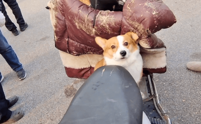 市里450块，身后有癣的漂亮柯基也难逃狗贩手段，狗贩：谁吃肉吃它呀