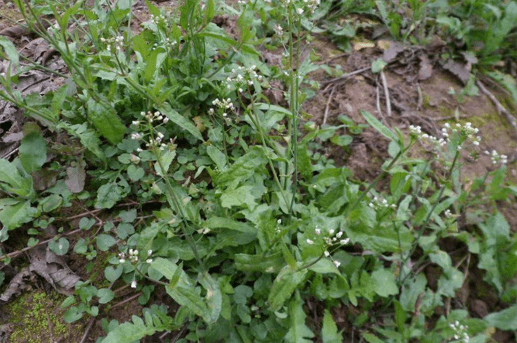 荠菜还叫什么图片