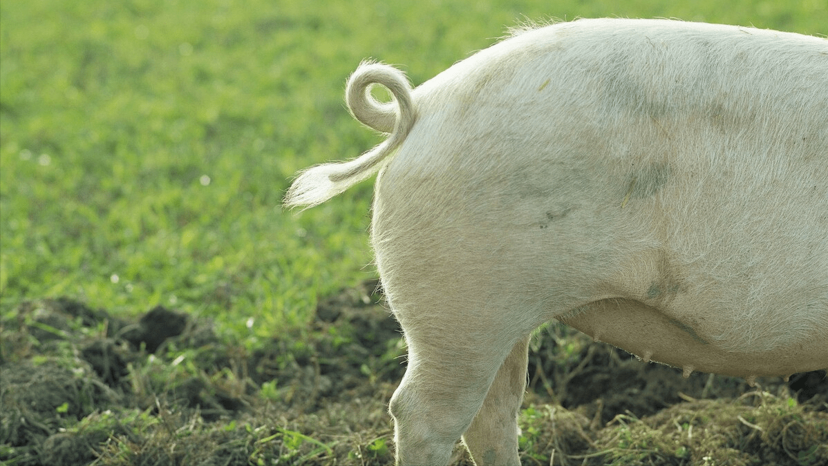 原创为何现在的猪尾巴又粗又短小时候却又长又细这些年发生了什么