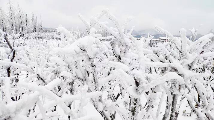 瑞雪兆丰年！2022年的第一场雪，邂逅银装素裹的“童话镇”！
