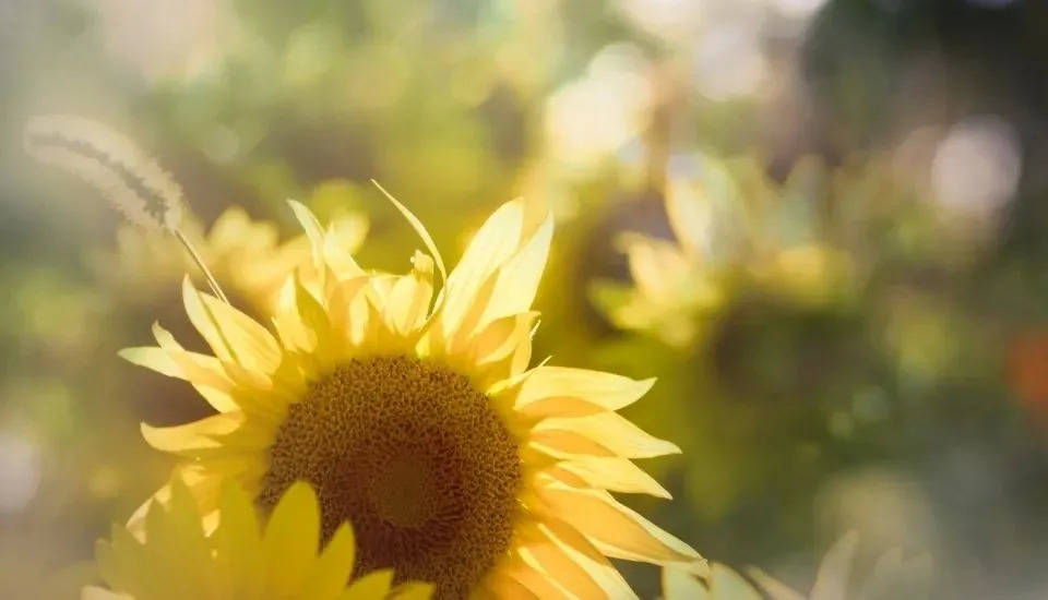 折叠屏突然走红,这会给智能家电带来新惊喜吗?-家电圈官网