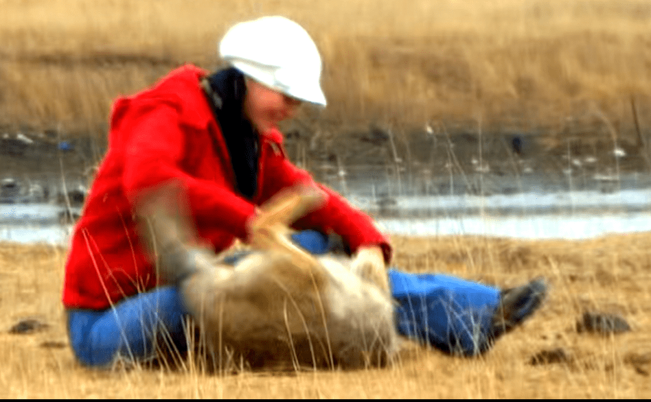 2010年,一位成都女孩把一匹狼当儿子带回家,10年后在草原再相认