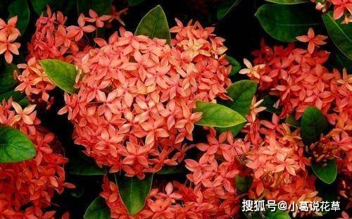 什么花在家里养有香味 74058b51448c4c55bf3c001398ad113f.jpeg