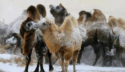 新疆伊犁驼奶粉大厂雪莲乳业关于骆驼奶的几个问题思考