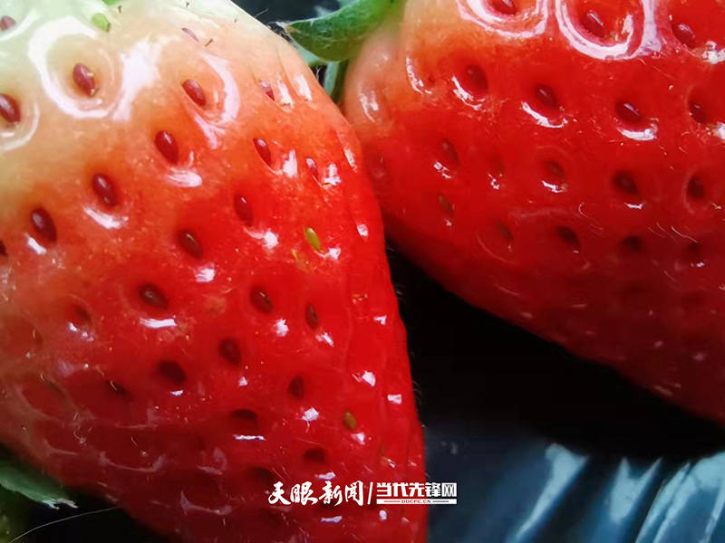贵定县金南街道：“莓”办法，这里的草莓就是这么好吃！