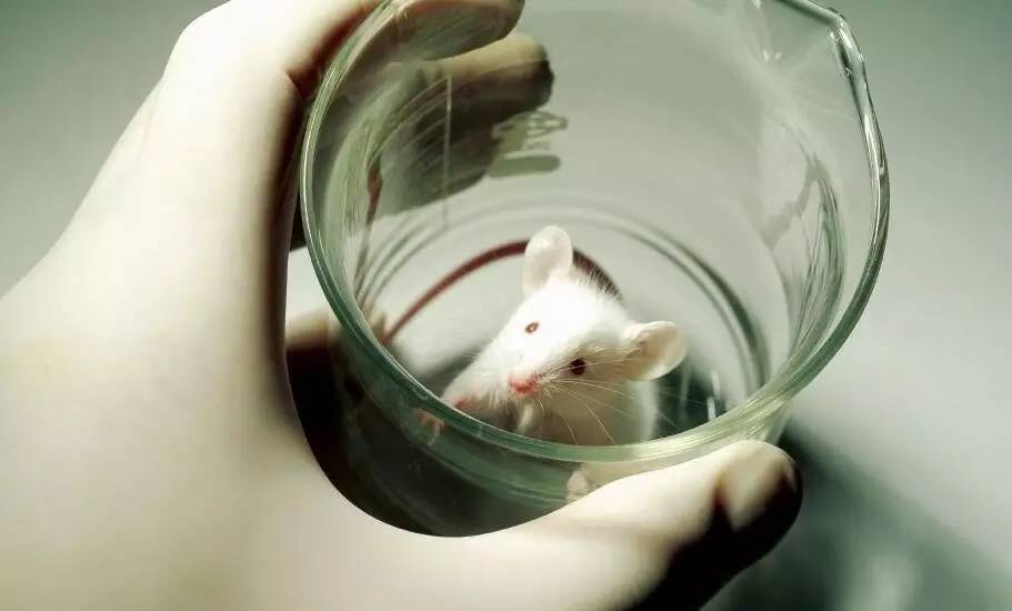 为什么用白鼠做实验