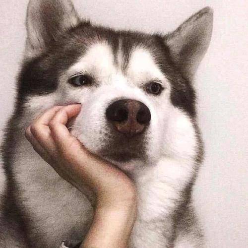 内心不能平静了_袋子_孩子_那狗